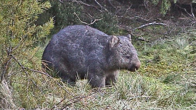 Ein tagesaktiver Wombat